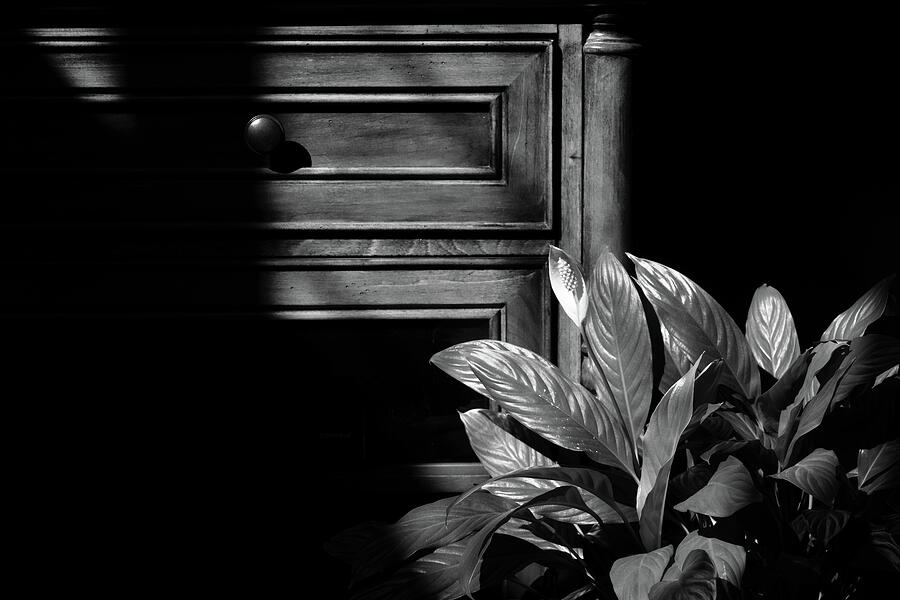 Peace Lily and Shadows Photograph by James Barber Peace Lily and Shadows Photograph by James Barber
