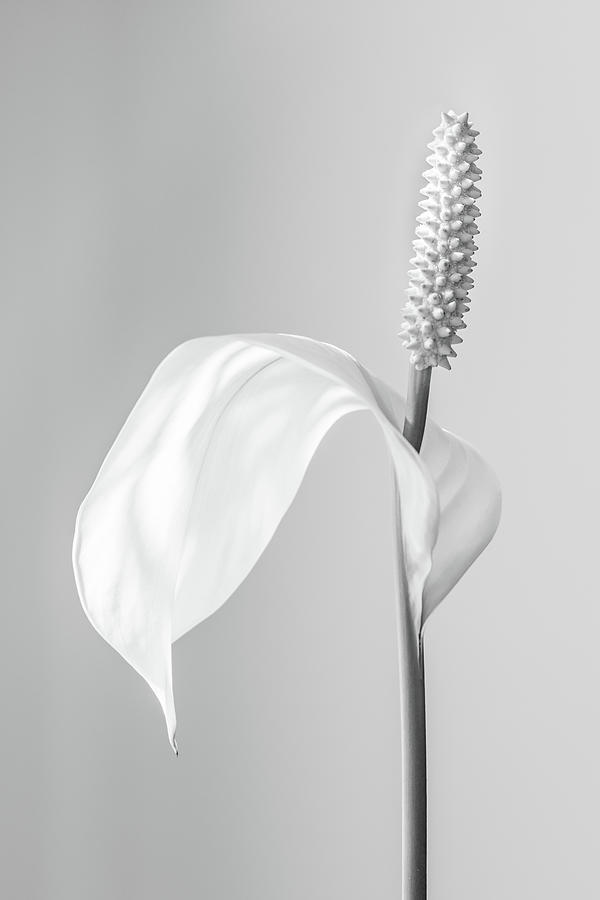 Peace Lily - Black And White Photograph