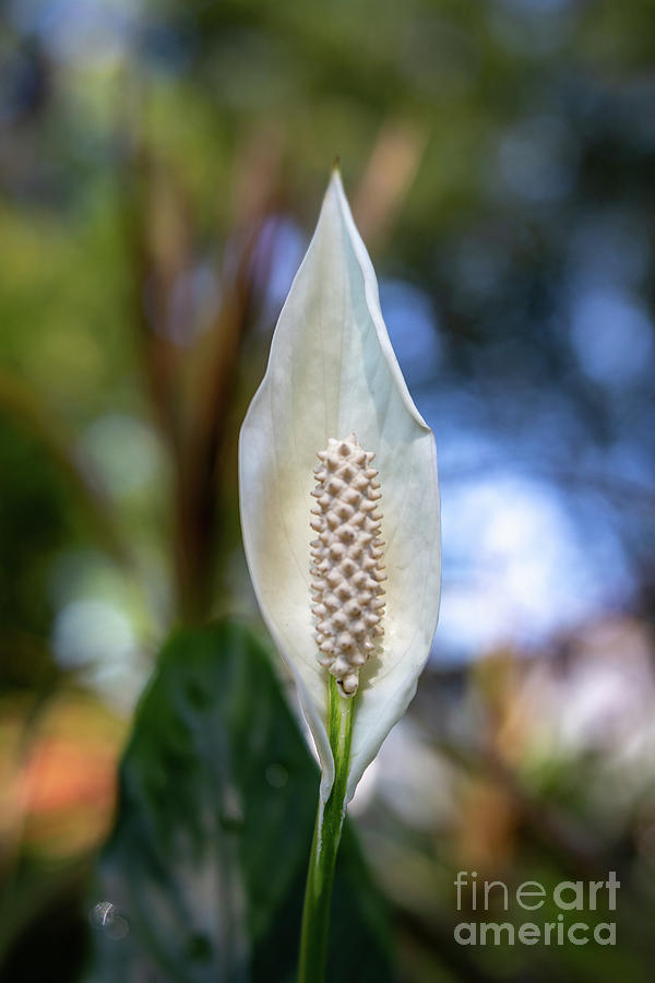 Peace Lily Photograph by Charles Hite
