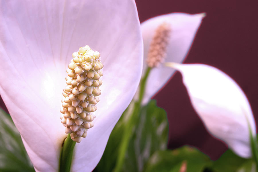Lily Photograph - Peace Lily Flower Closeup by Tom Mc Nemar