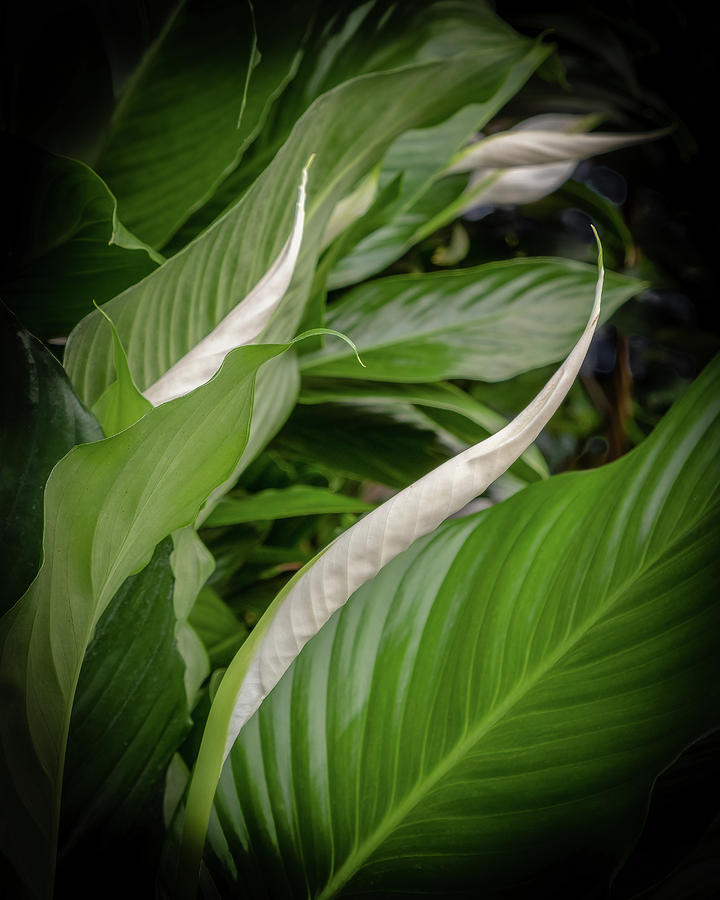 Peace Lily Photograph by Georgette Grossman