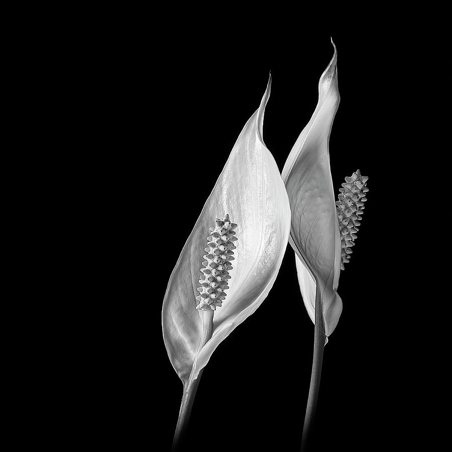 Peace Lily I BW Photograph by Lily Malor