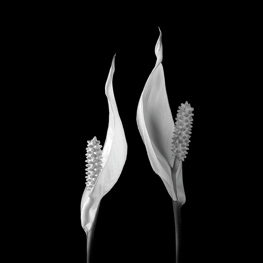 Peace Lily IV BW Photograph by Lily Malor