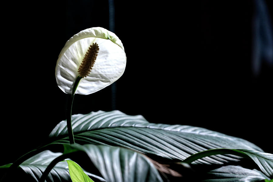 Peace Lily Photograph by Mike Cintron - Fine Art America