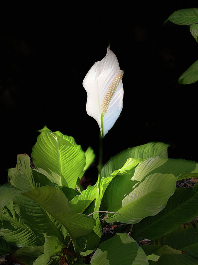 Peace Lily Portrait Photograph by Aimee L Maher ALM GALLERY