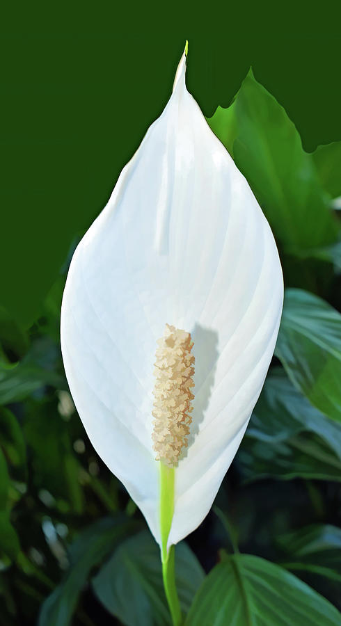Peace Lily Photograph by Roberta Byram