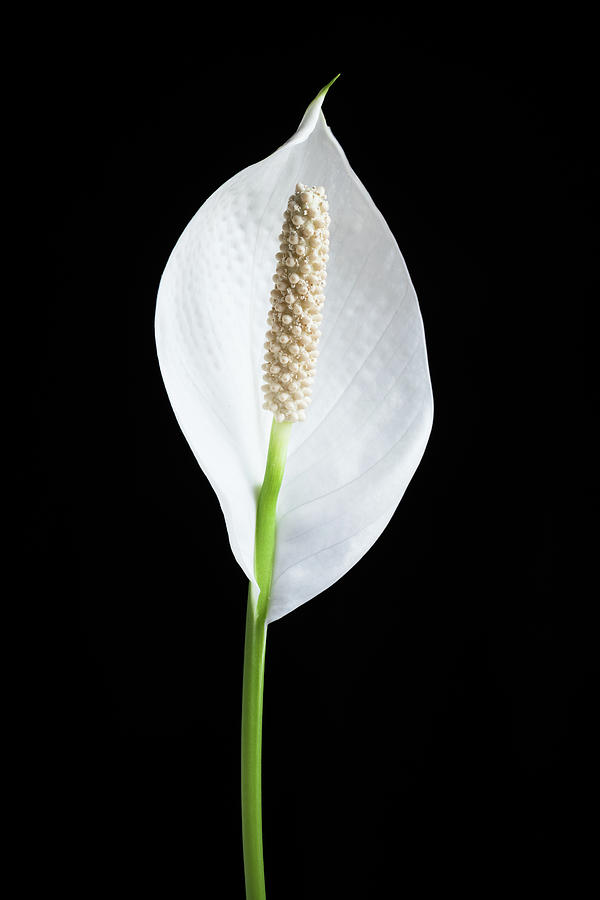 Peace Lily vertical Photograph by Jason Champaigne - Fine Art America