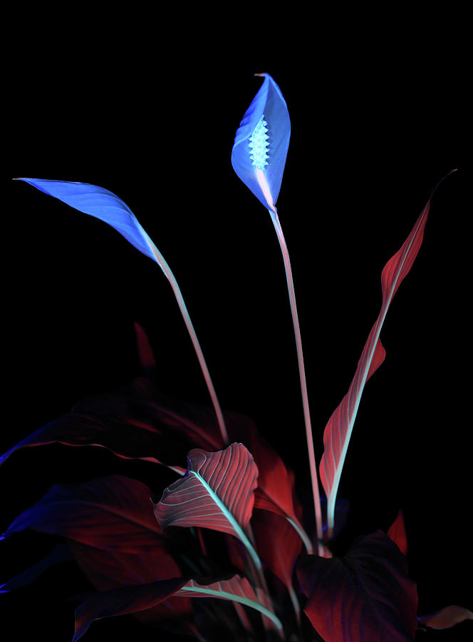 Peace Lily1 UV Photograph by Shane Bechler