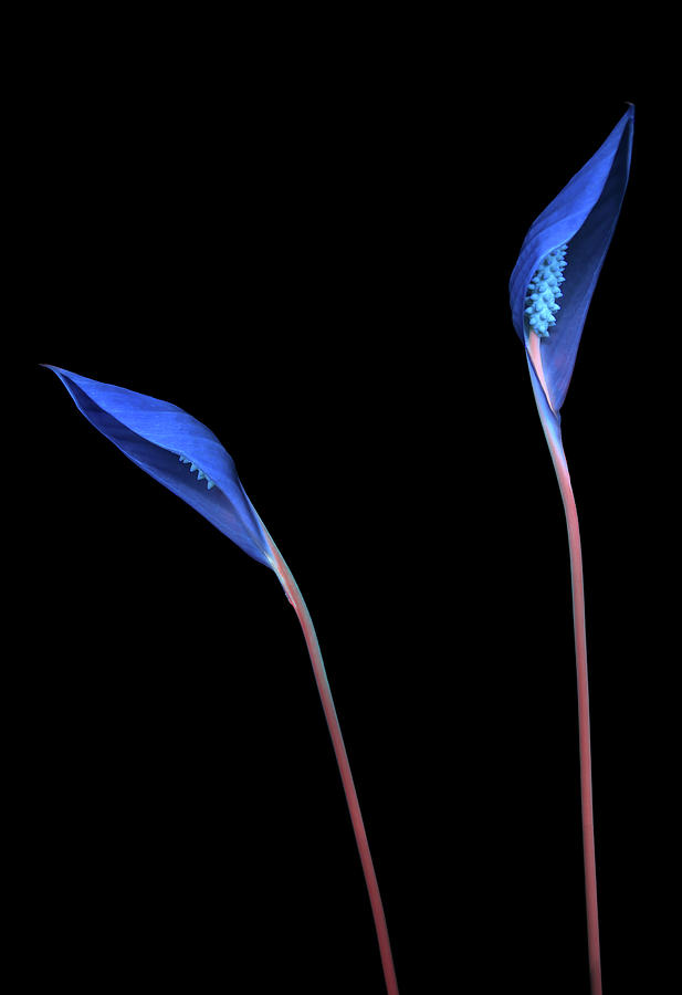 Peace Lily2 UV Photograph by Shane Bechler