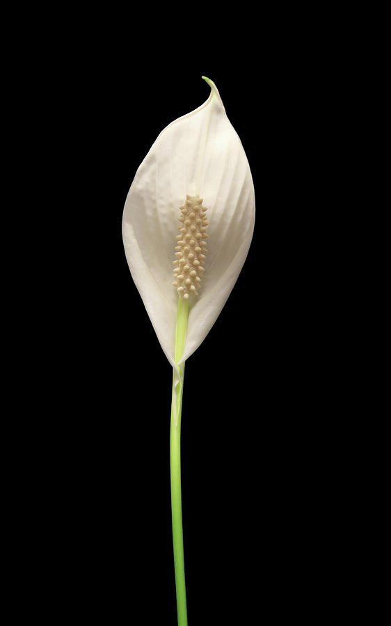 Peace Lily3 Photograph by Shane Bechler