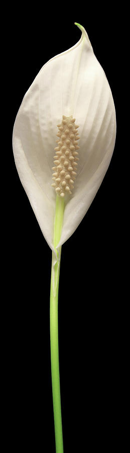 Peace Lily4 Photograph by Shane Bechler