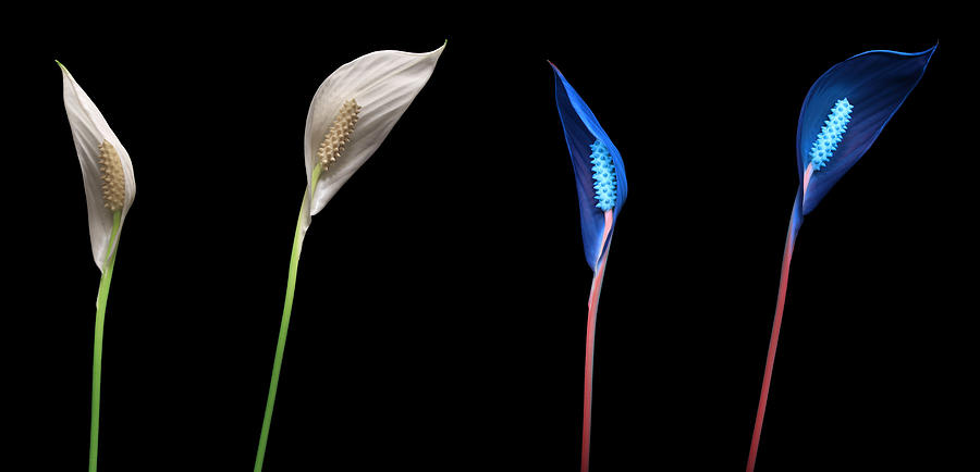 Peace Lily5 Compare Photograph by Shane Bechler