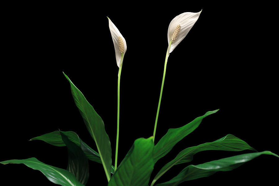 Peace Lily7 Photograph by Shane Bechler