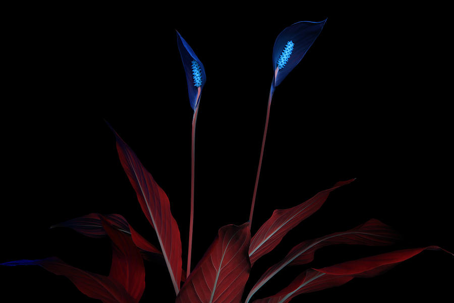 Peace Lily7 UV Photograph by Shane Bechler