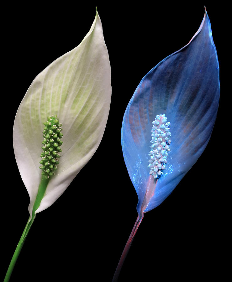 Peace Lily9 Compare Photograph by Shane Bechler