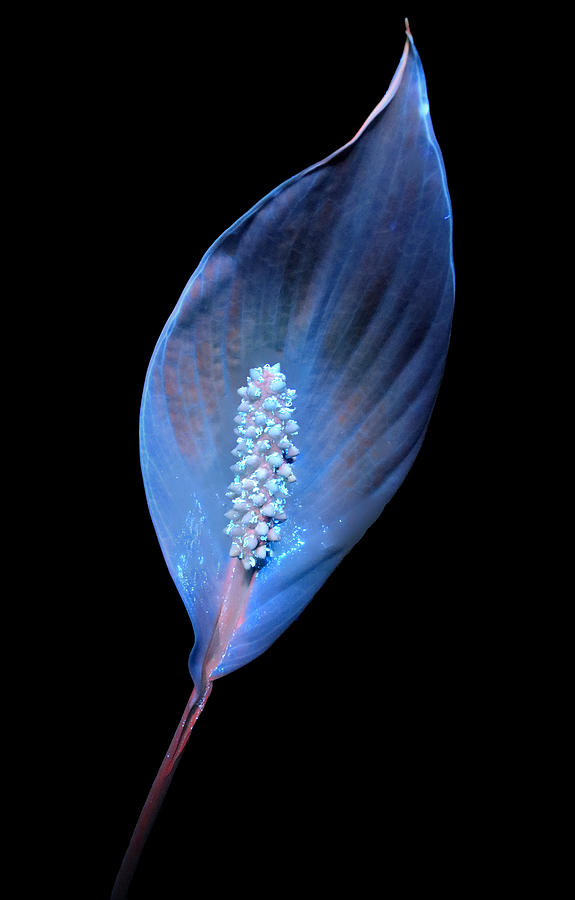 Peace Lily9 UV Photograph by Shane Bechler