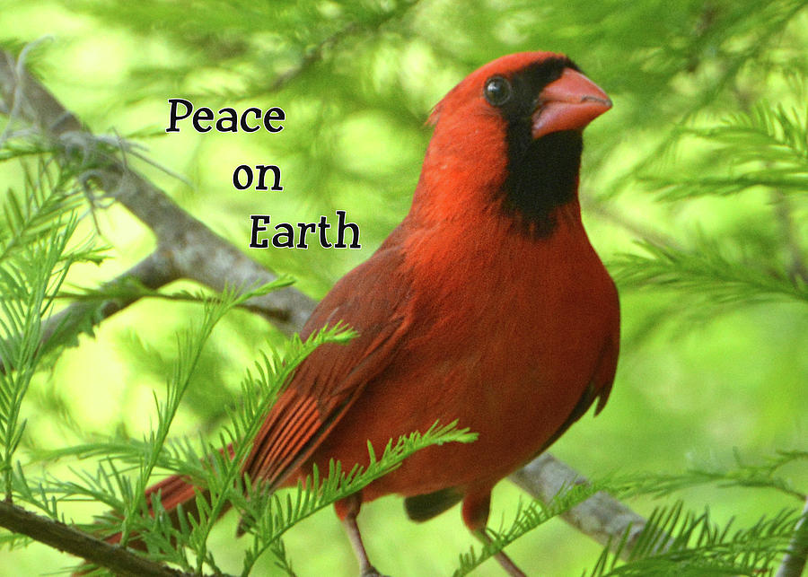 Peace on Earth Christmas Card Photograph by Jerry Griffin
