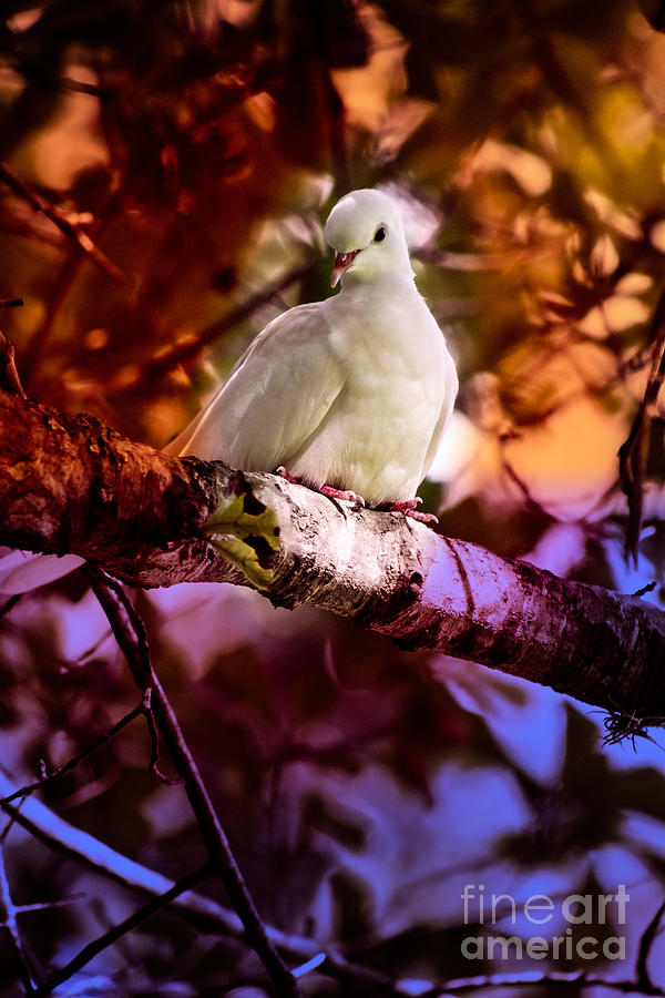 Dove Photograph - Peace on Earth by Ella Kaye Dickey
