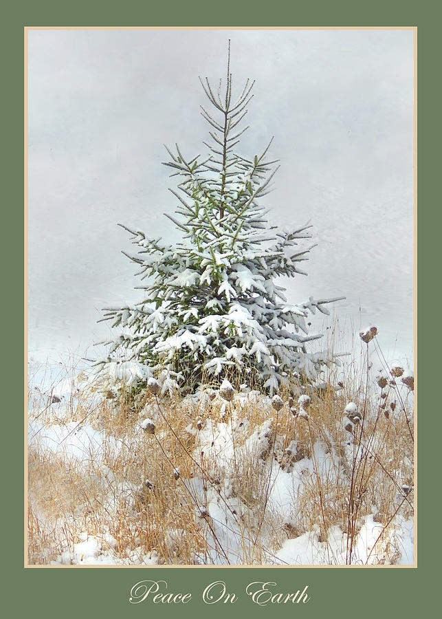 Peace on Earth Evergreen Card Photograph by Nancy Griswold