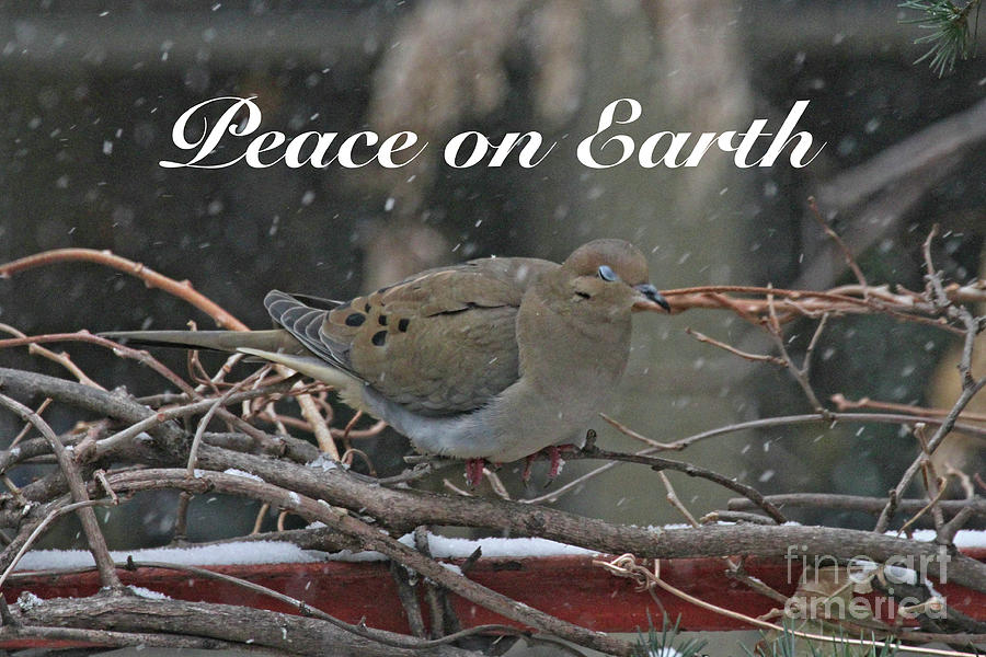 Birds Photograph - Peace on Earth by Patricia Youngquist