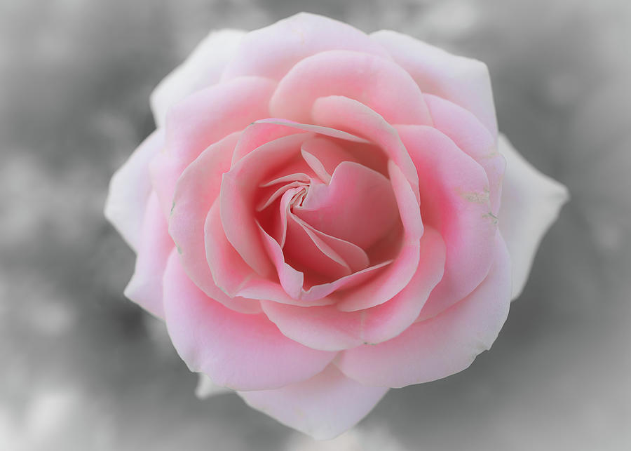 Peace Rose Photograph by Gary Kochel