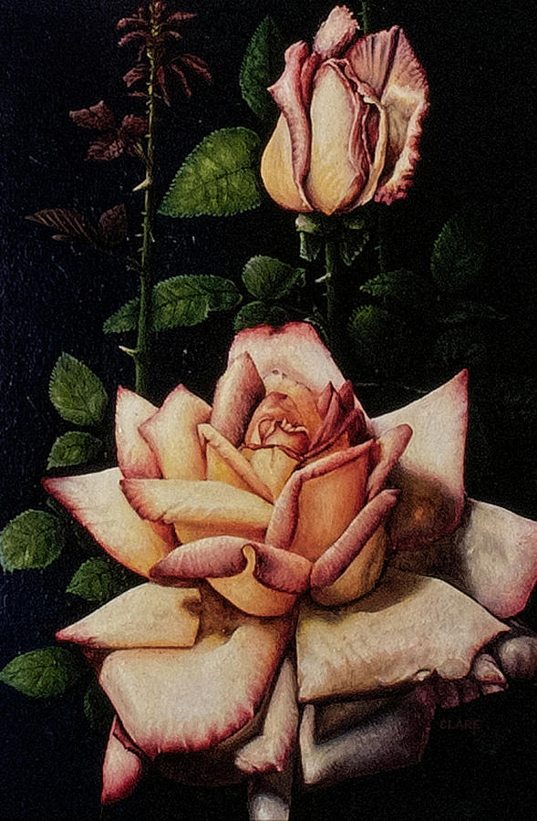 Peace Rose Painting by Jeffrey Clare