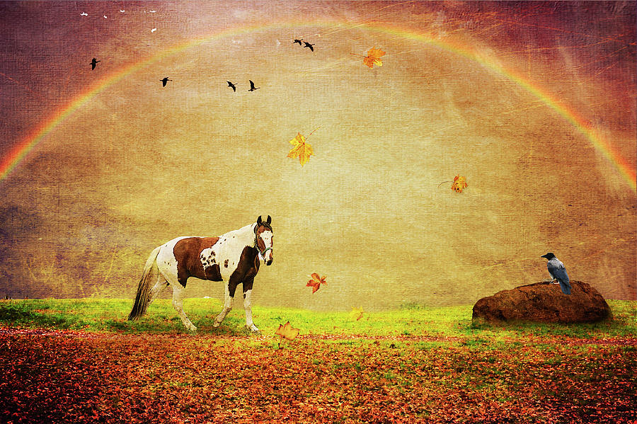 Animal Photograph - Peace under the Rainbow by Randi Grace Nilsberg