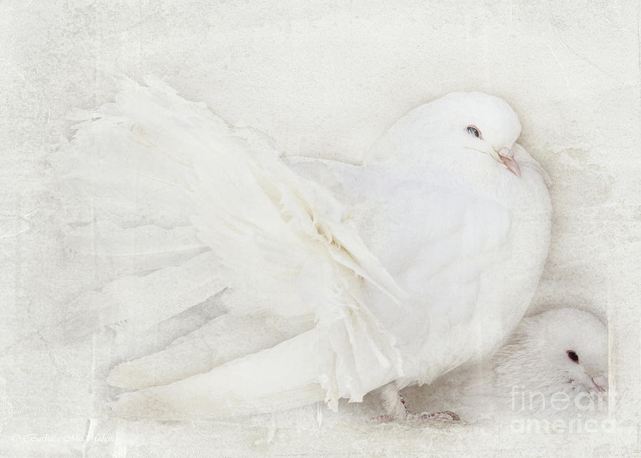 Peaceful and Soft Photograph by Barbara McMahon