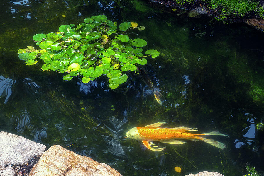 Koi Fish Photograph - Peaceful At The Lily Pond by Joseph S Giacalone