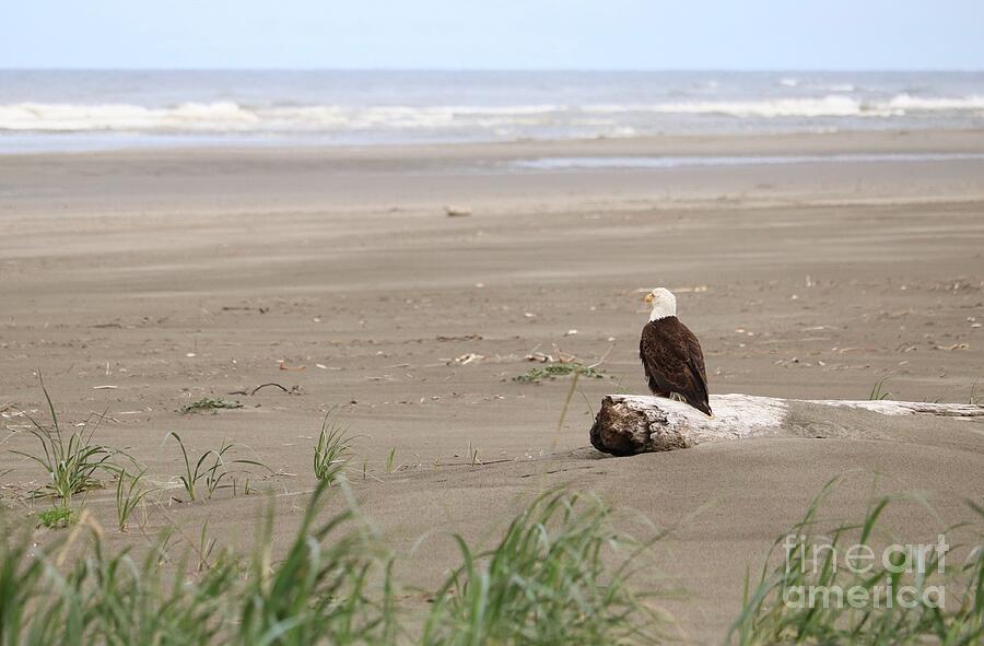 Peaceful Beach with Eagle Photograph by Carol Groenen