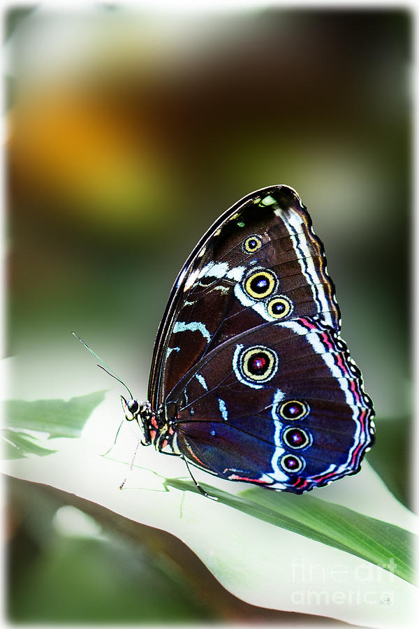 Peaceful Butterfly Photograph by Sandra Clark