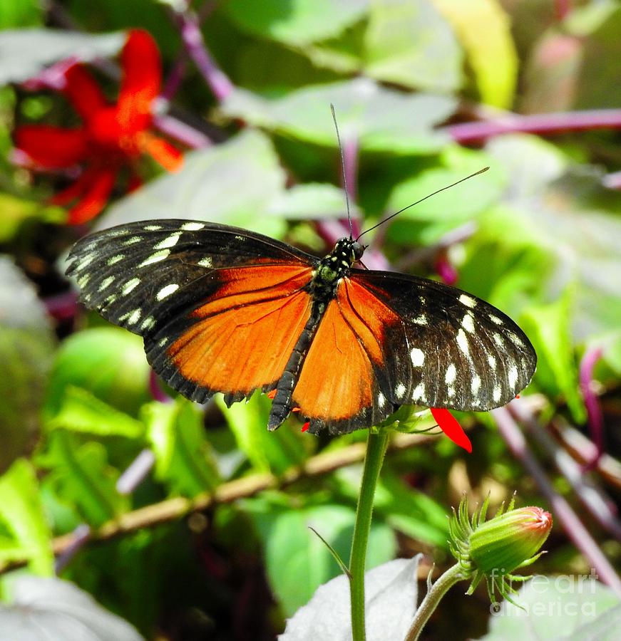 Peaceful Butterfly Photograph by Tina M Powell - Fine Art America