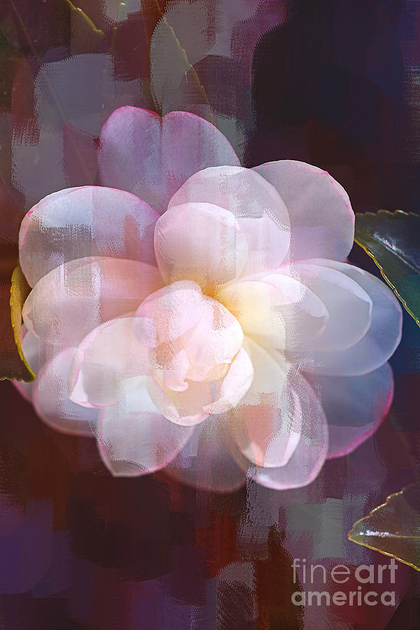 Peaceful Camellia Digital Art by Joy Watson