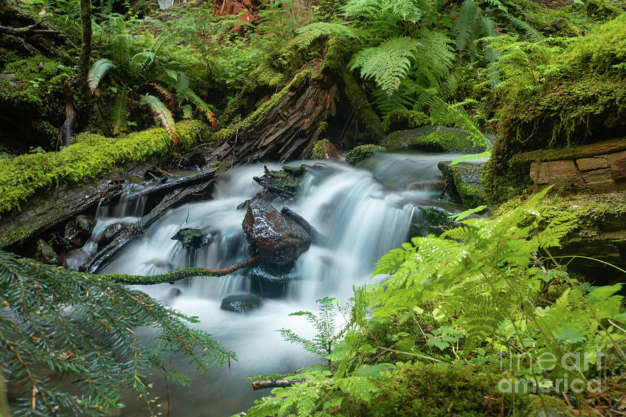 Olympic National Park Photograph - Peaceful Cascade in Seven Lakes Basin by Nancy Gleason