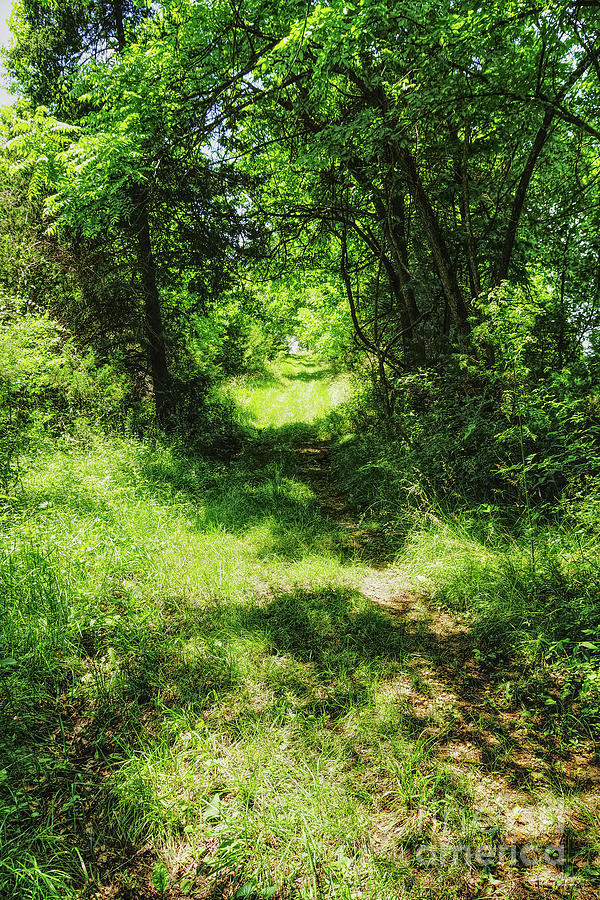 Peaceful Country Pathway Photograph by Jennifer White