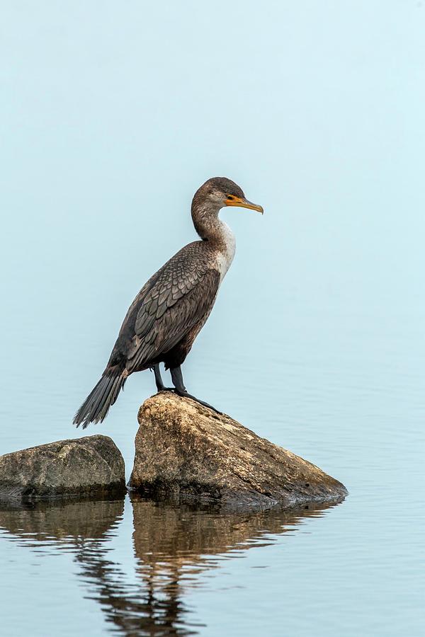 Peaceful Double-Crested Cormorant Photograph by Liza Eckardt