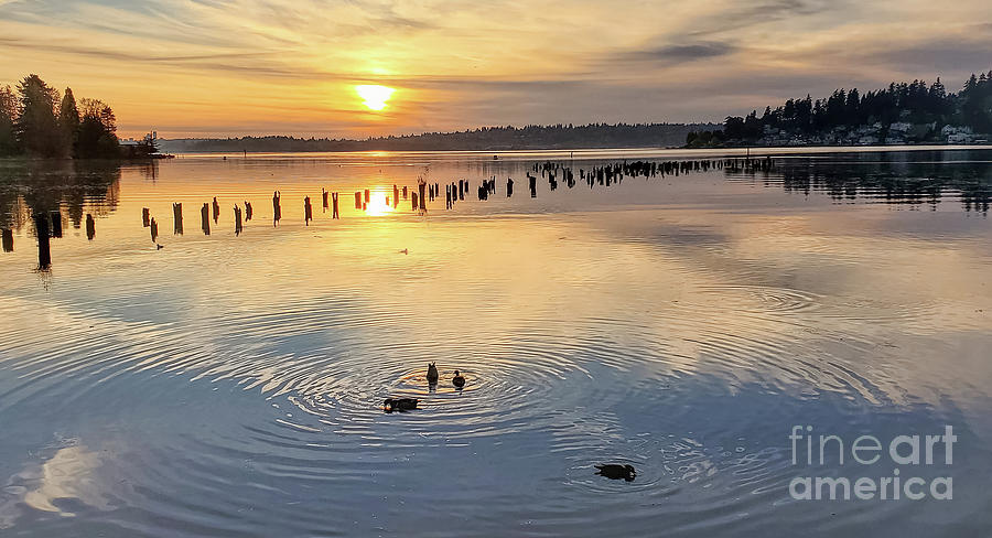 Peaceful Ducks at Golden Hour in Juanita Photograph by Sea Change Vibes