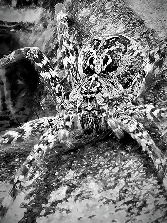 Peaceful Fishing Spider  Photograph by Ally White