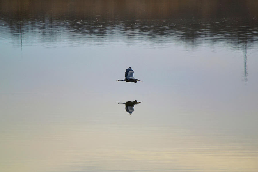 Peaceful Flight of the Blue Heron Photograph by Gaby Ethington