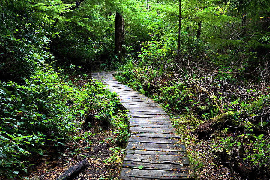 UPLOADED ELEMENTS - Page 35 Peaceful-forest-path-ron-miles