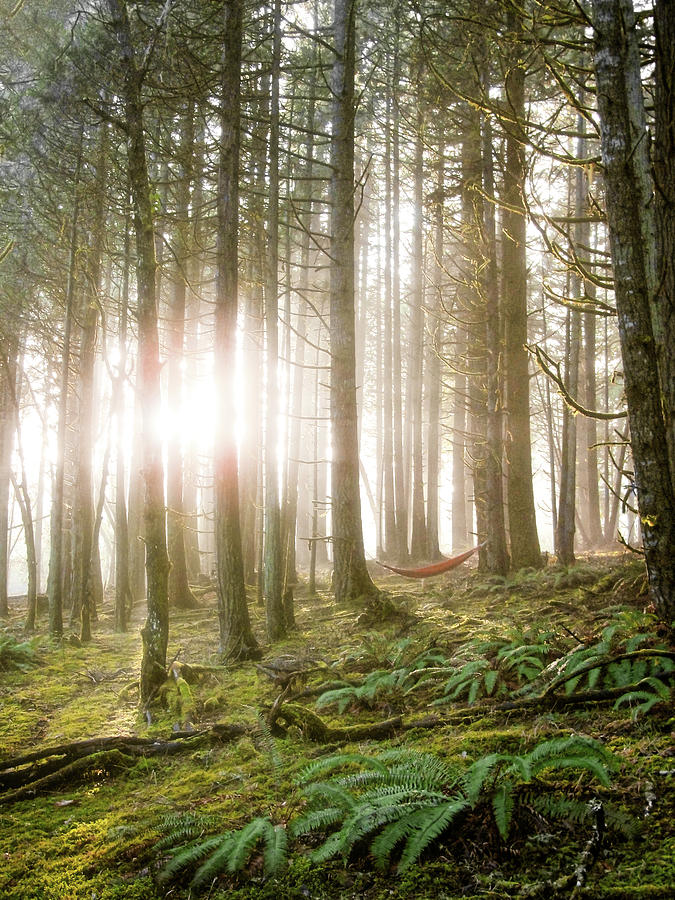 Peaceful hammock in bright morning sunlight Photograph by Will ...