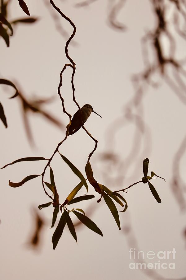 Peaceful Hummingbird Perch in Sepia Photograph by Carol Groenen