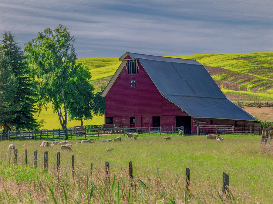 Peaceful in the Palouse Photograph by Marcy Wielfaert
