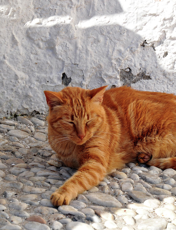 Relaxed Orange Tabby Cat Photograph by Denise Strahm