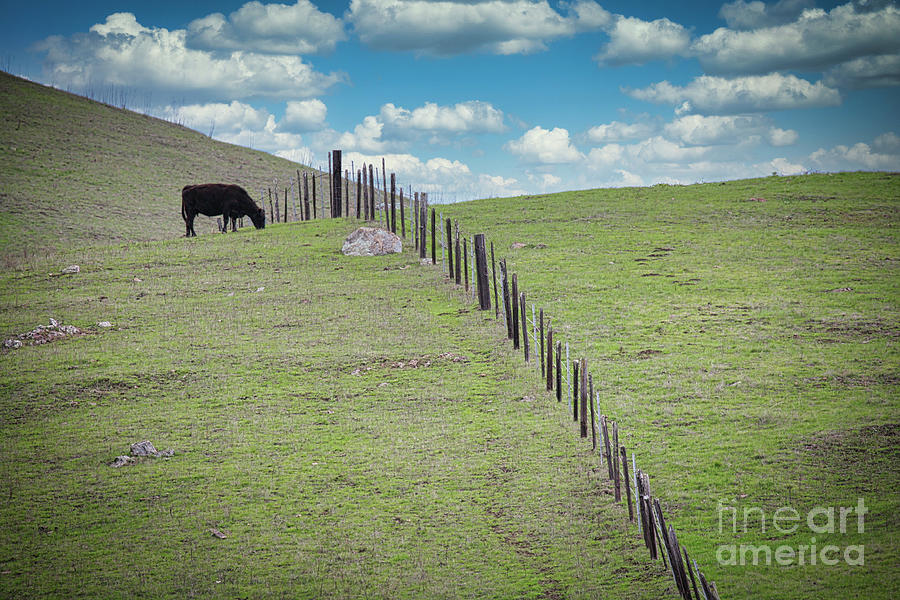 Peaceful Landscape Fence Cow Green Pastures  Photograph by Chuck Kuhn