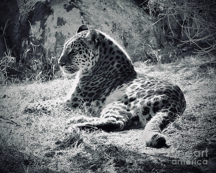 Peaceful Leopard Bw Photograph
