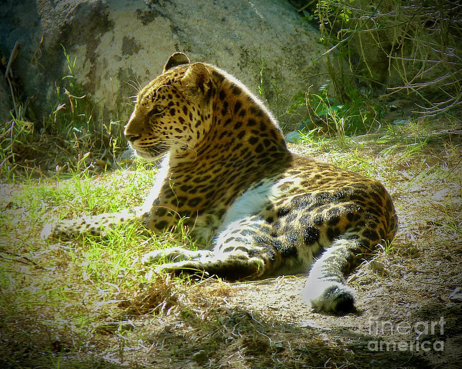 Peaceful Leopard Photograph by Linda Brittain