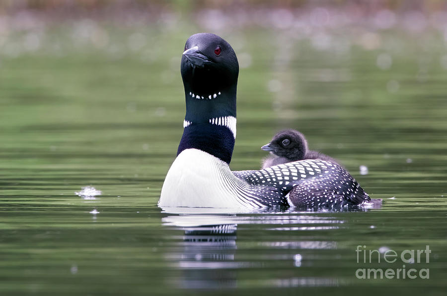 Peaceful Loon Photograph by Shannon Carson