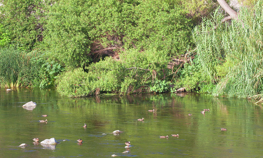 Peaceful Los Angeles River With Ducks Photograph