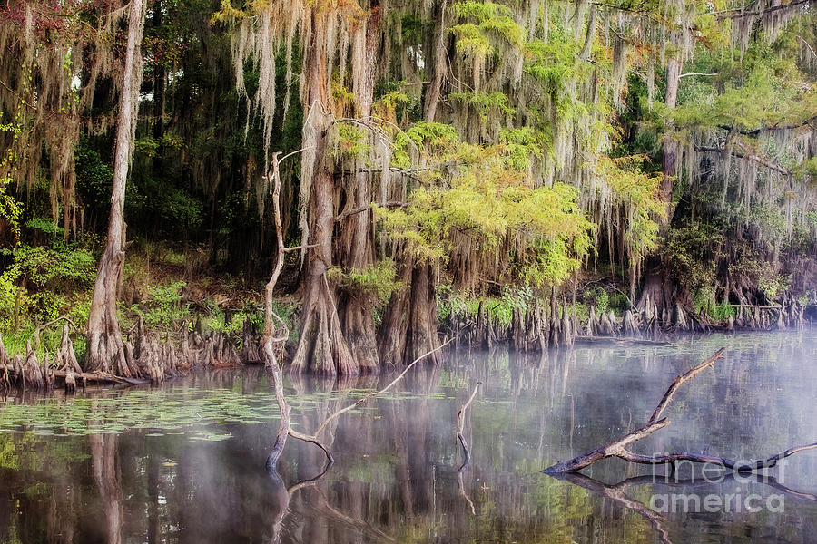 Nature Photograph - Peaceful Morning on Big Cypress Bayou Texas by Scott Pellegrin